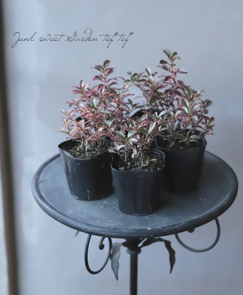 ���ץ����ޡ��إ쥤��ܡ����ץ饤����