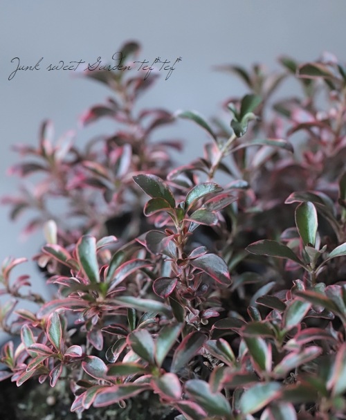 ���ץ����ޡ��إ쥤��ܡ����ץ饤����