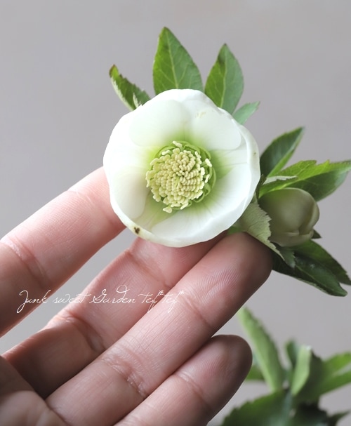 大和園】 クリスマスローズ 『ピュアホワイトカップ咲き』 2024 【No