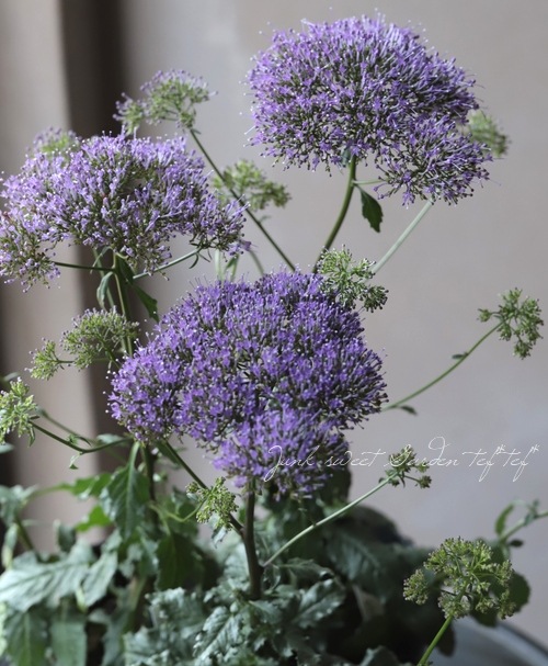 ユウギリソウ 夕霧草 ブルー すべての商品 Junk Sweet Garden Tef Tef