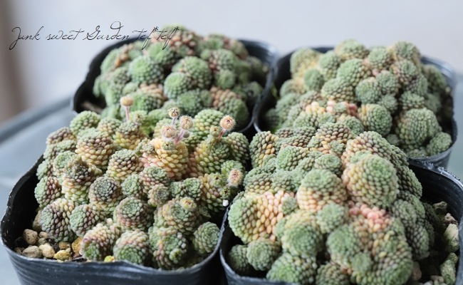 多肉植物】 『モナンテス・ポリフィラ』 | すべての商品 | | Junk