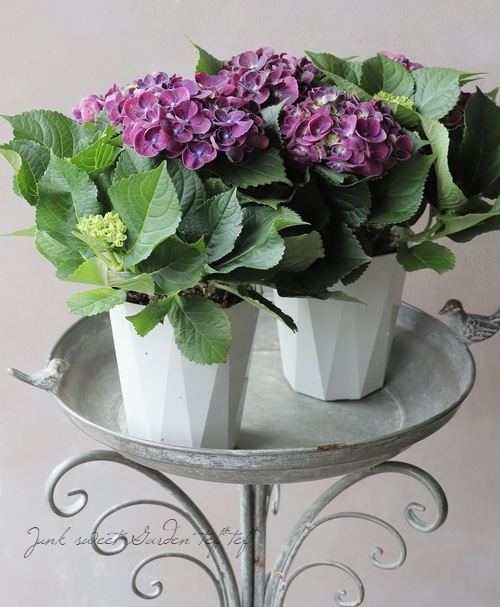 紫陽花 『HBAカーリーウーリー』 パープル | すべての商品 | | Junk