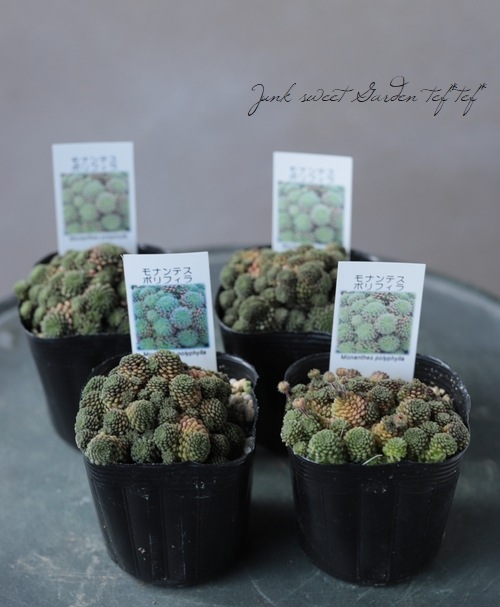 多肉植物】 『モナンテス・ポリフィラ』 | すべての商品 | | Junk