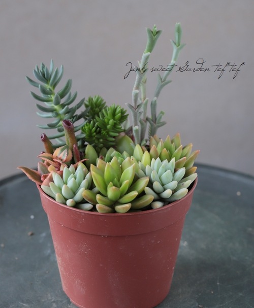 多肉植物】 MIX植え 【NO.V】 | すべての商品 | | Junk sweet Garden
