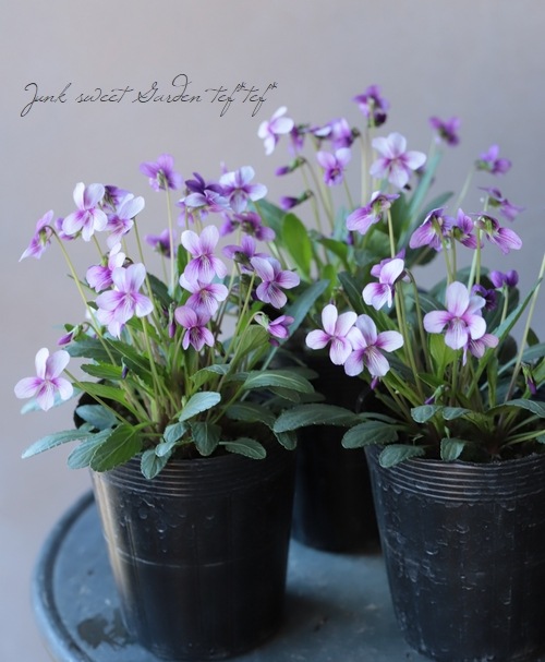 宿根スミレ 『夕霧すみれ』 | すべての商品 | | Junk sweet Garden tef