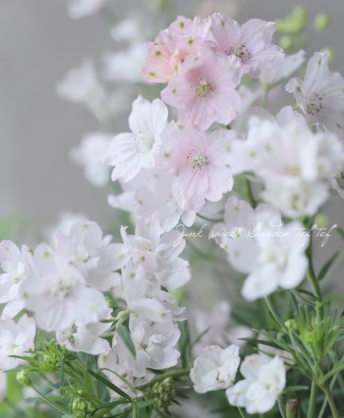 �����鿧�Υǥ�ե��˥��ࡡ�ؤ�����Ҥ��