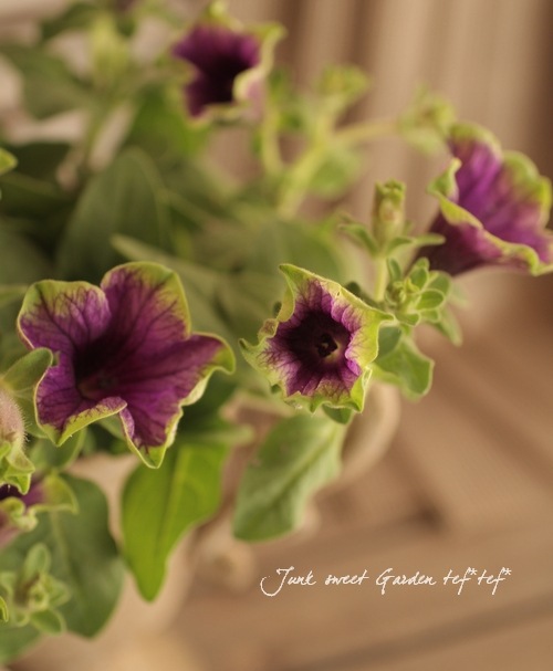 ◆　根付き苗　◆希少品種◆タグ付き　ペチュニア◆　真輝　～まさき～ ペチュニア：真輝（まさき）3.5号ポット の通販 | 園芸ネット