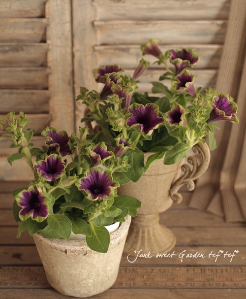 ゲブラさんオリジナル】 ペチュニア 『真輝-マサキ-』 | すべての商品