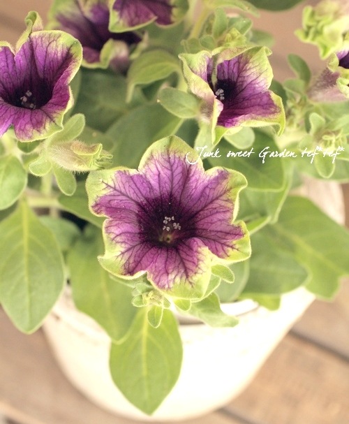 ゲブラさんオリジナル】 ペチュニア 『真輝-マサキ-』 | すべての商品