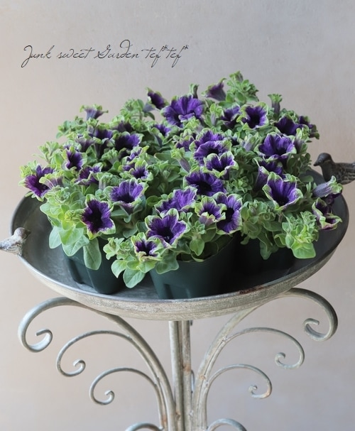 ゲブラさんオリジナル】 ペチュニア 『真輝-マサキ-』 | すべての商品