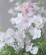 �����鿧�Υǥ�ե��˥��ࡡ�ؤ�����Ҥ��