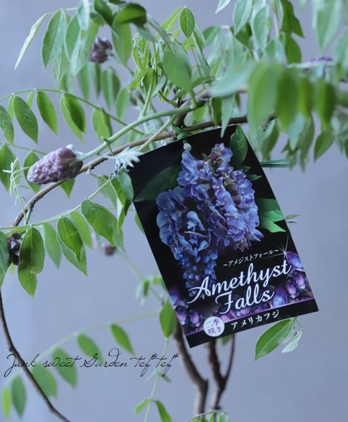 󵨺餭ꥫե إ᥸ȥե ѥʼ ڿѡ