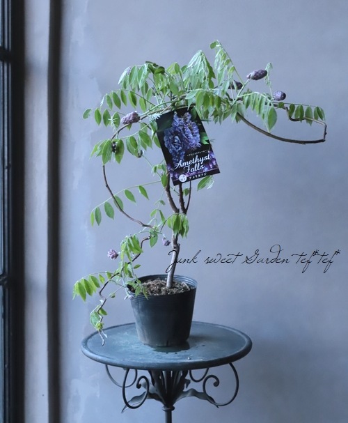 󵨺餭ꥫե إ᥸ȥե ѥʼ ڿѡ