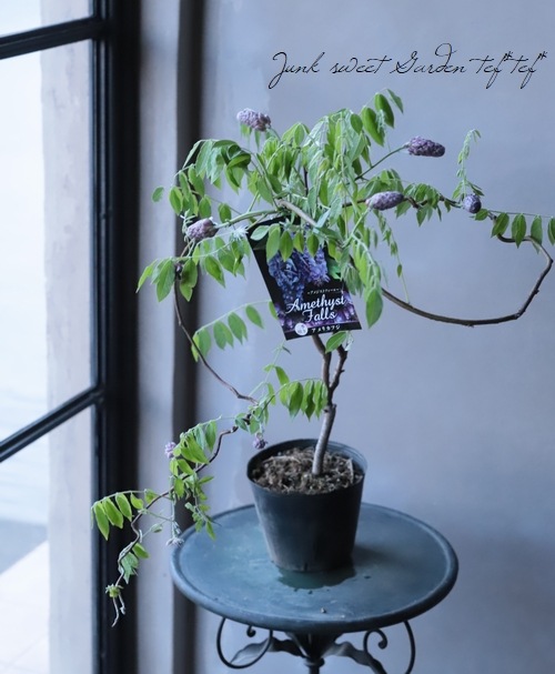 󵨺餭ꥫե إ᥸ȥե ѥʼ ڿѡ