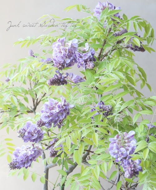 󵨺餭ꥫե إ᥸ȥե ѥʼ ڿѡ