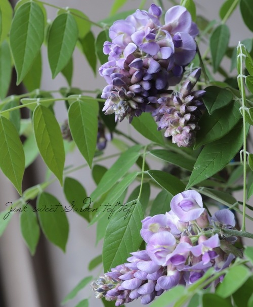 󵨺餭ꥫե إ᥸ȥե ѥʼ ڿѡ