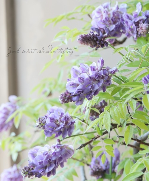 󵨺餭ꥫե إ᥸ȥե ѥʼ ڿѡ