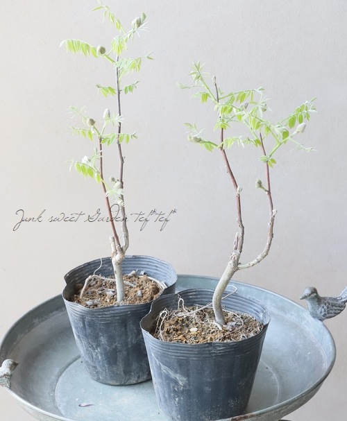 󵨺餭ꥫե إ᥸ȥե ѥʼ ڿѡ