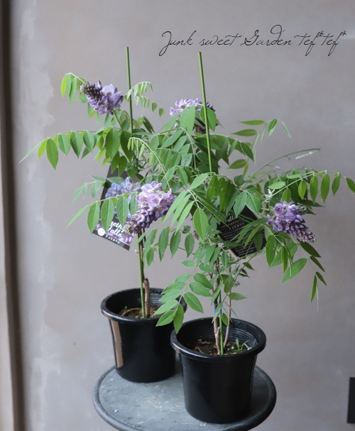 󵨺餭ꥫե إ᥸ȥե ѥʼ ڿѡ