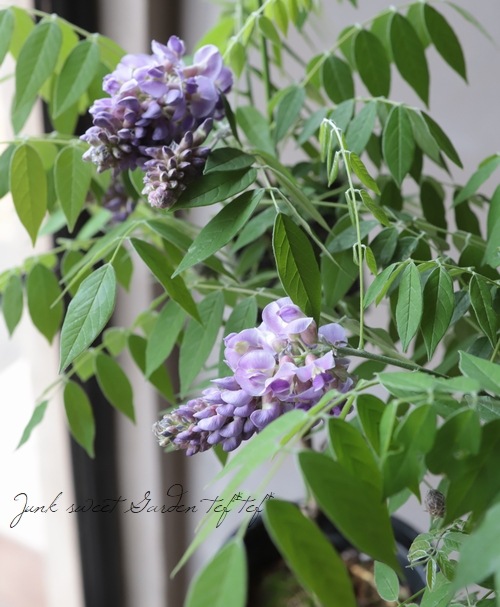 󵨺餭ꥫե إ᥸ȥե ѥʼ ڿѡ