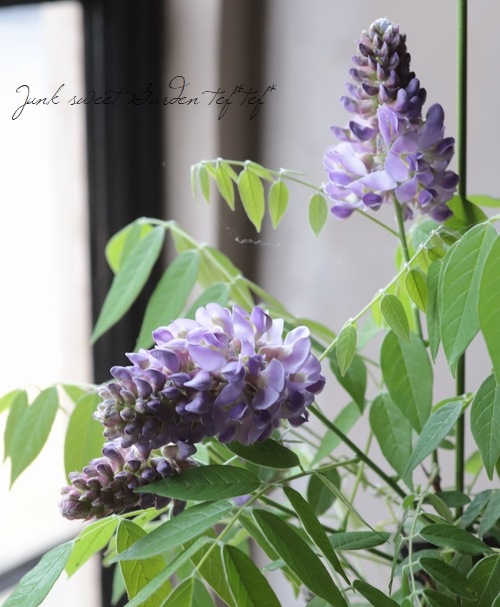 󵨺餭ꥫե إ᥸ȥե ѥʼ ڿѡ