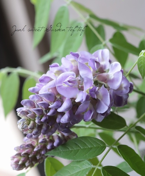 󵨺餭ꥫե إ᥸ȥե ѥʼ ڿѡ