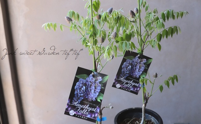 󵨺餭ꥫե إ᥸ȥե ѥʼ ڿѡ