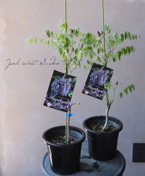 󵨺餭ꥫե إ᥸ȥե ѥʼ ڿѡ