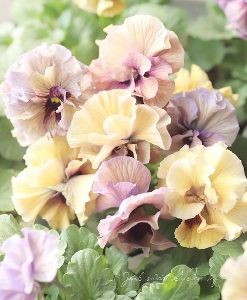 �������ݤ��󥪥ꥸ�ʥ�Ȭ�ťӥ���ؤդ���ե���