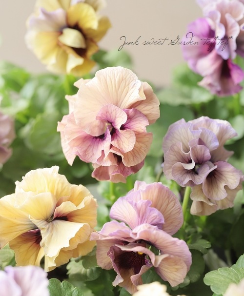 �������ݤ��󥪥ꥸ�ʥ�Ȭ�ťӥ���ؤդ���ե���