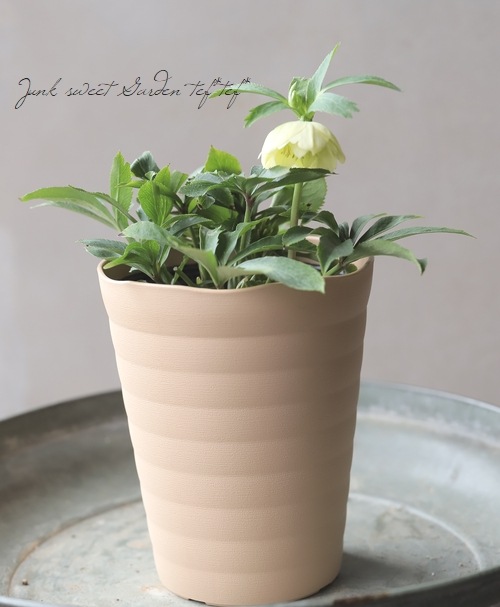 平田さん】 クリスマスローズ 『小輪ダブル』 2025【no.19】 | すべて