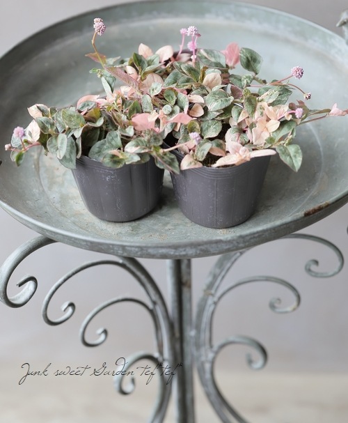 斑入りポリゴナム 『ピンク』 | すべての商品 | | Junk sweet Garden