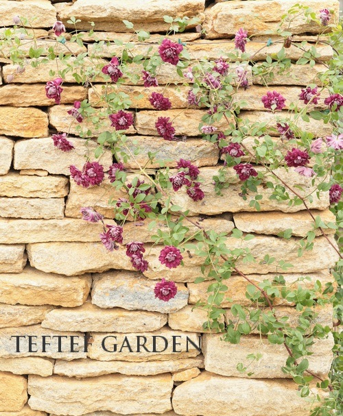 クレマチス（ヴィチセラ系）プリント画　イギリス・キューガーデン制作 81vdnLJRBaL.jpg