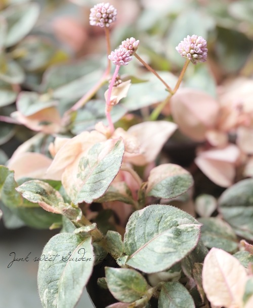 斑入りポリゴナム 『ピンク』 | すべての商品 | | Junk sweet Garden