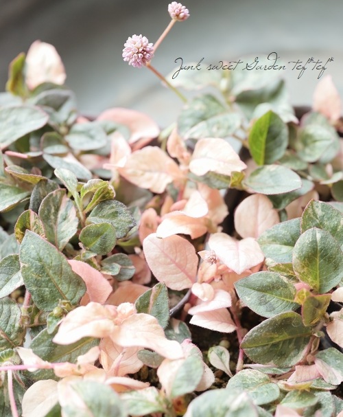 斑入りポリゴナム 『ピンク』 | すべての商品 | | Junk sweet Garden