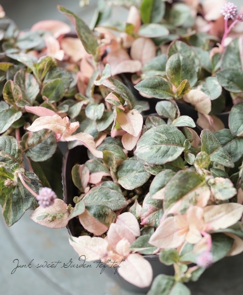 斑入りポリゴナム 『ピンク』 | すべての商品 | | Junk sweet Garden