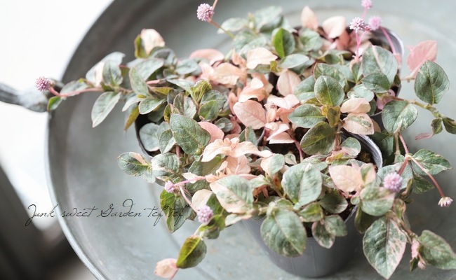 斑入りポリゴナム 『ピンク』 | すべての商品 | | Junk sweet Garden