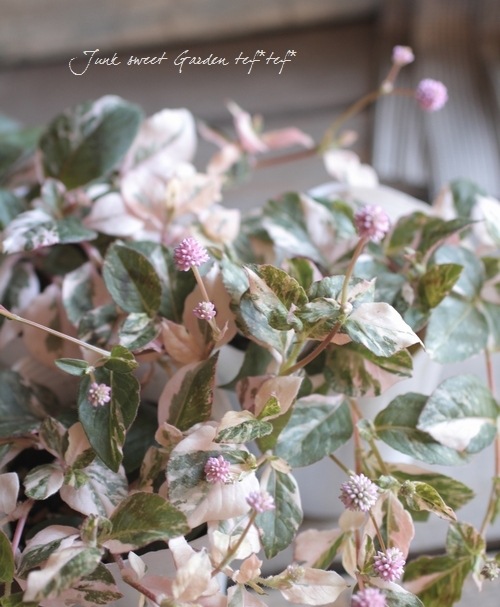 斑入りポリゴナム 『ピンク』 | すべての商品 | | Junk sweet Garden