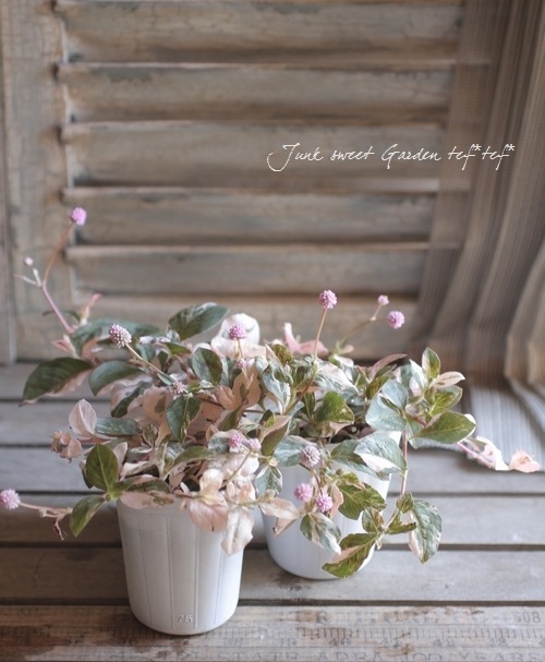 斑入りポリゴナム 『ピンク』 | すべての商品 | | Junk sweet Garden