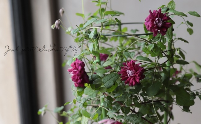 クレマチス・ヴィチセラ系 『プリンシパル』 | すべての商品