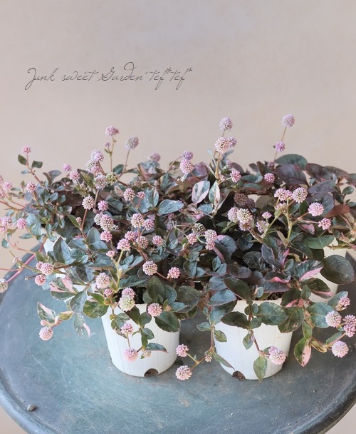 斑入りポリゴナム 『ピンク』 | すべての商品 | | Junk sweet Garden