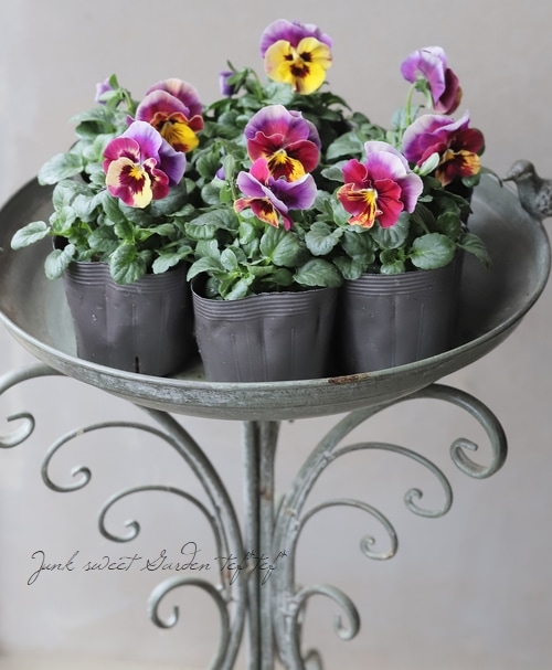 ☆育種うえたオリジナルビオラ 『レインボーウェーブUSA』 【変わり