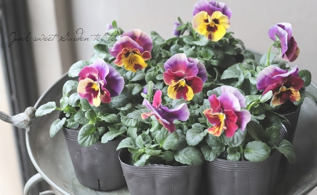 Kuachapo様　変化系ビオラ ☆育種うえたオリジナルビオラ 『レインボーウェーブUSA』 【変わり