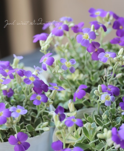 オーブリエチア・バリエガータ 『ラピス』 | すべての商品 | | Junk