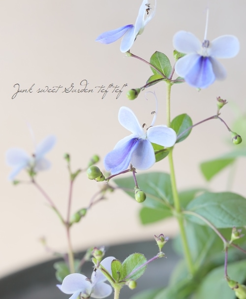 ������ǥ�ɥ�ࡡ�إ֥롼�����󥰡�