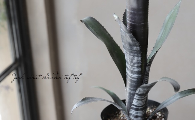 観葉植物】タンクブロメリア・ビルベルギア 『ダースベイダー