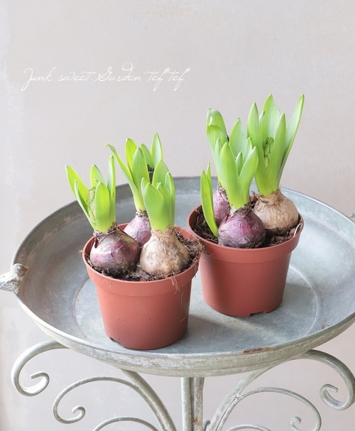 新鮮な白い球根 13個 08直前】球根つきヒヤシンス ヤンボス(赤)1カップ3球入り - 花材通販は