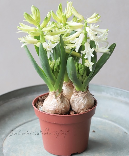 ���ڲ�����庬�� �ҥ䥷�� �إۥ磻�ȡ� 3�忢��