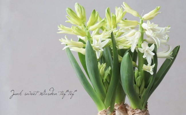 ���ڲ�����庬�� �ҥ䥷�� �إۥ磻�ȡ� 3�忢��