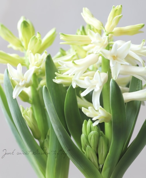 ���ڲ�����庬�� �ҥ䥷�� �إۥ磻�ȡ� 3�忢��